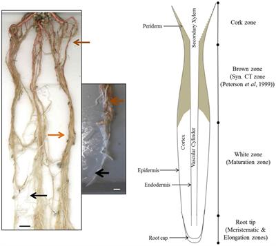 Tissue and cellular localization of condensed tannins in poplar roots and potential association with nitrogen uptake